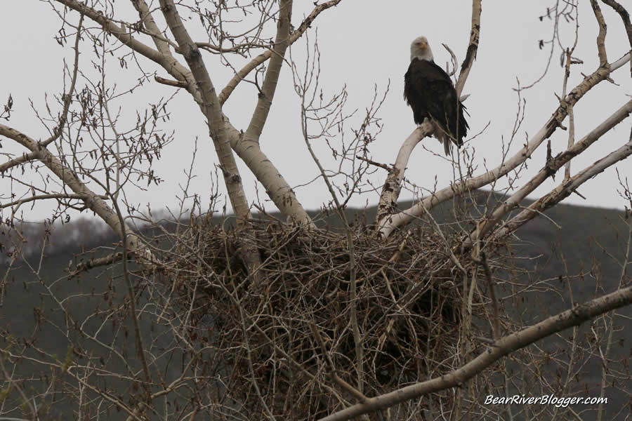 bald eagle watching over the nest in near the bear river migratory bird refuge