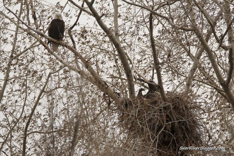 bald eagle watching over the nest in northern utah