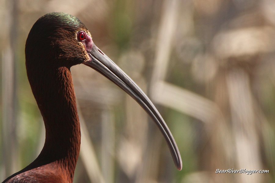 head shot of a white faced ibis from farmington bay