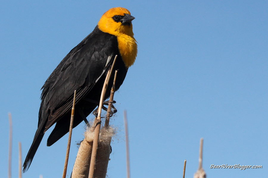 yellow headed blackbird on a cattail