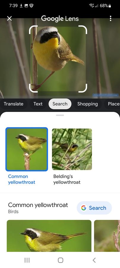 using the google photos app to identify a common yellowthroat