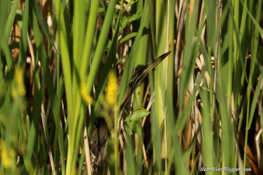 American bittern hiding in thick cattails