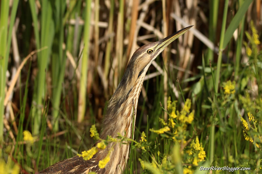 American bittern hiding in the weeds