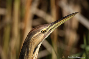 american bittern headshot