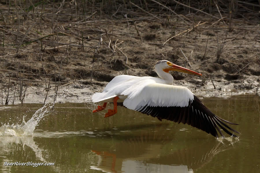 American white pelican taking off from the water on the bear river migratory bird refuge