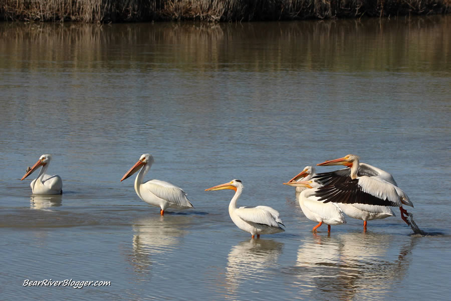 american white pelicans on the bear river migratory bird refuge