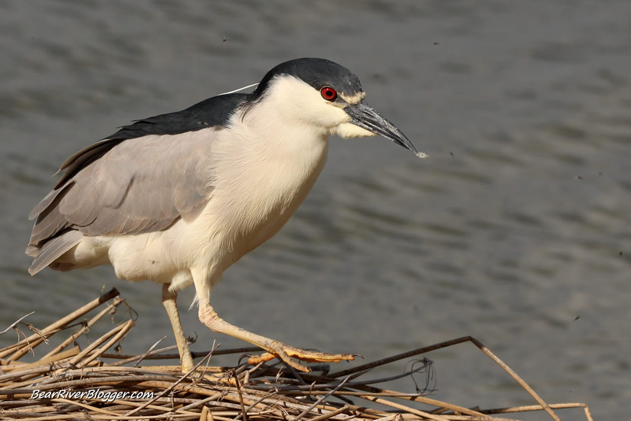 black-crowned night heron on cattails on the bear river migratory bird refuge