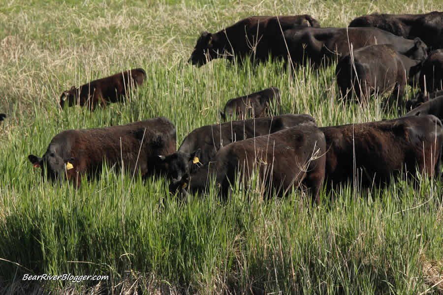 cattle grazing phragmite on the bear river migratory bird refuge