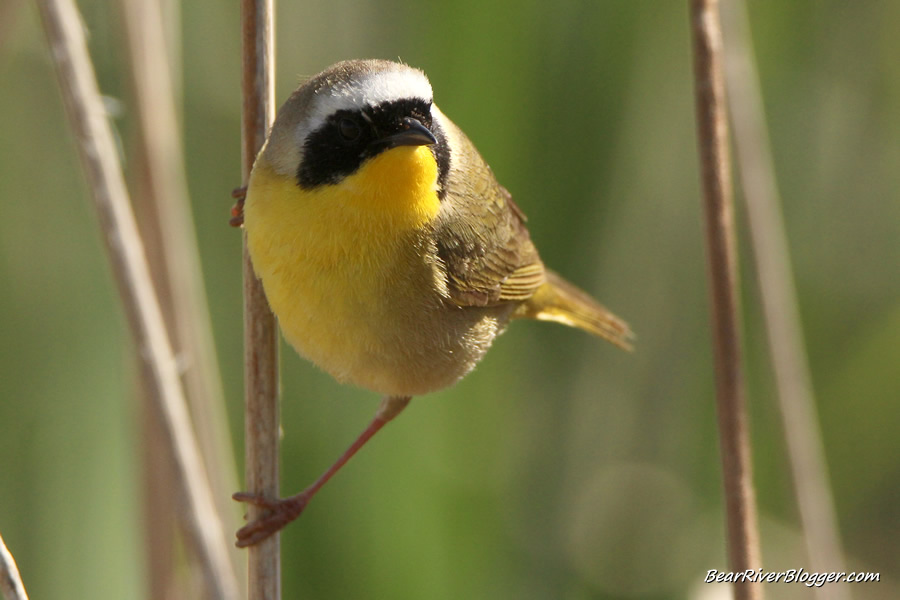 common yellowthroat perched on a reed