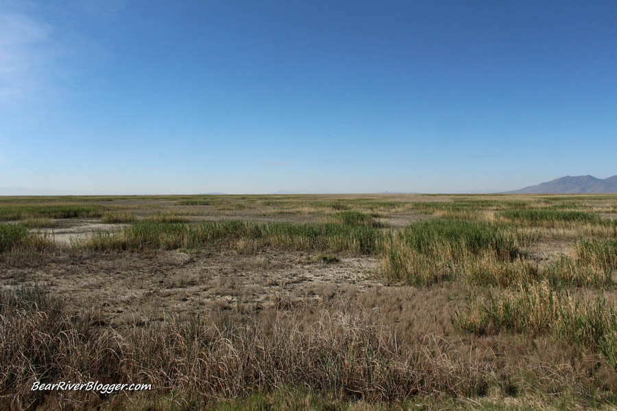 dry wetlands on the bear river migratory bird refuge