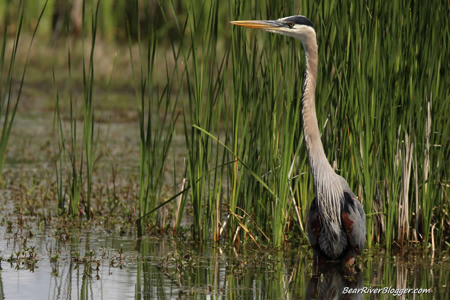 great blue heron standing in the water in front of cattails at farmington bay