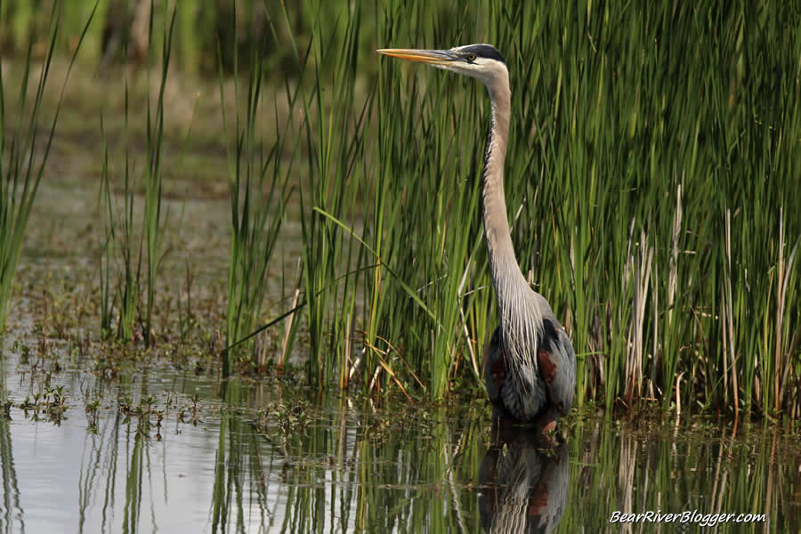 great blue heron hunting the shallow waters at farmington bay