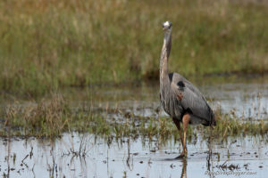 great blue heron in a wetland