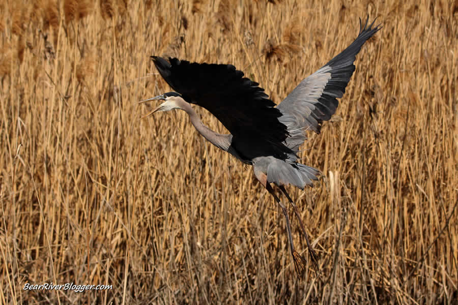 great blue heron taking off on the bear river migratory bird refuge