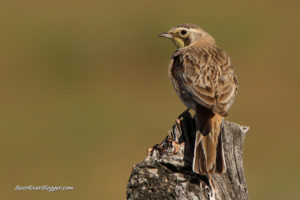 female horned lark perched on a wooden fence post