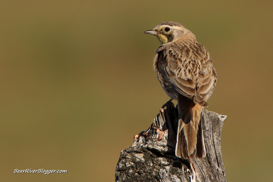 female horned lark perched on a wooden fence post