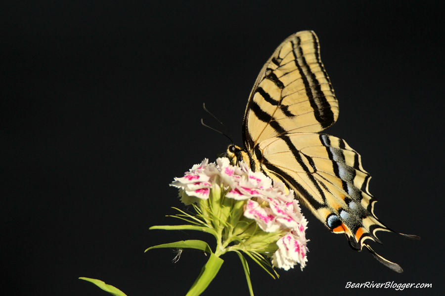 two-tailed swallowtail butterfly on a flower