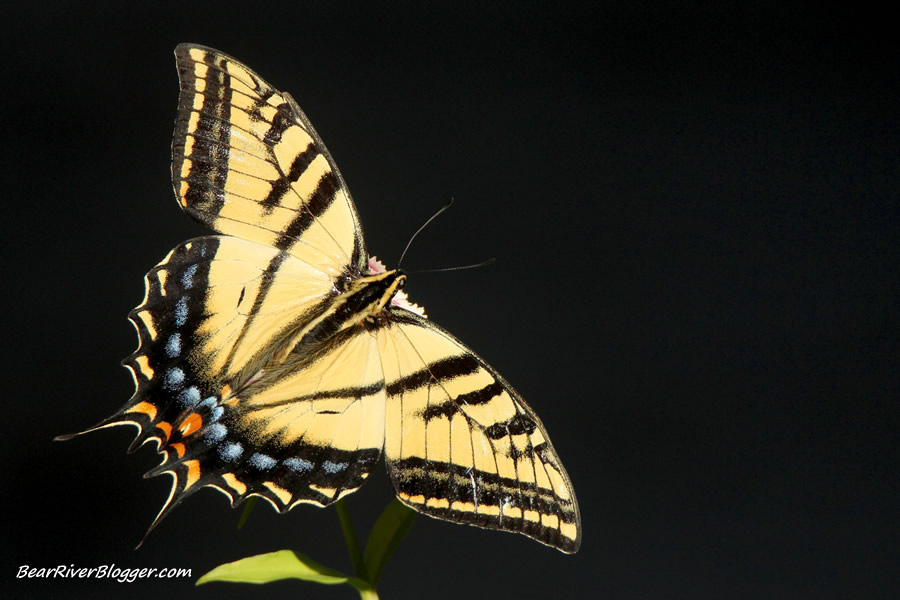 a two-tailed swallowtail butterfly perched on a flower