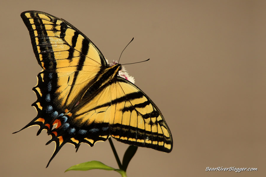 two-tailed swallowtail butterfly on a flower