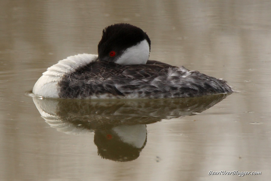 reflection of a western grebe on the water on the bear river migratory bird refuge