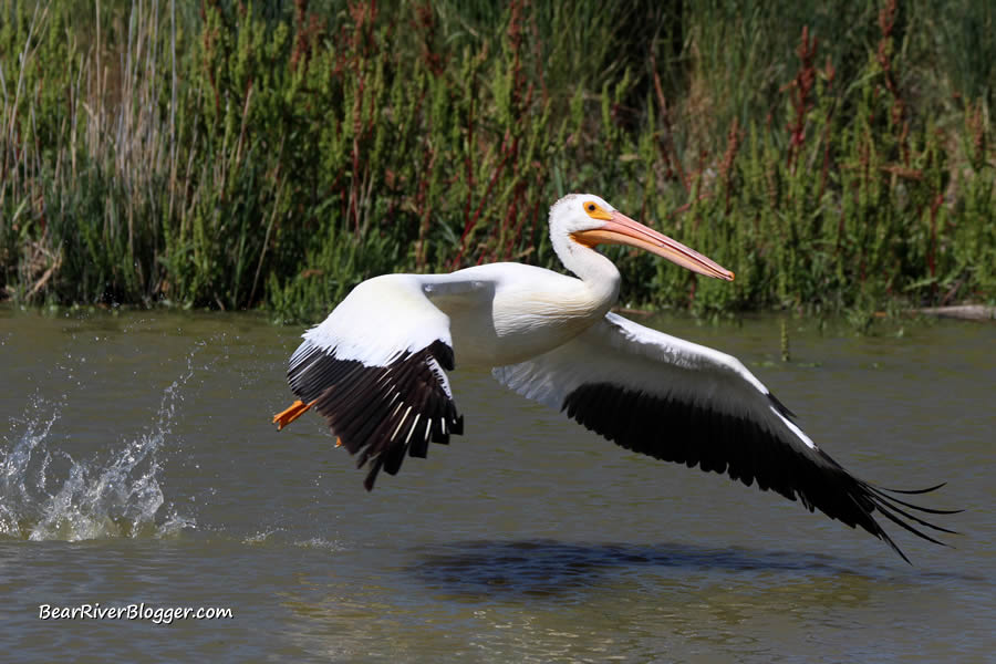 american white pelican taking off from the water on the bear river migratory bird refuge