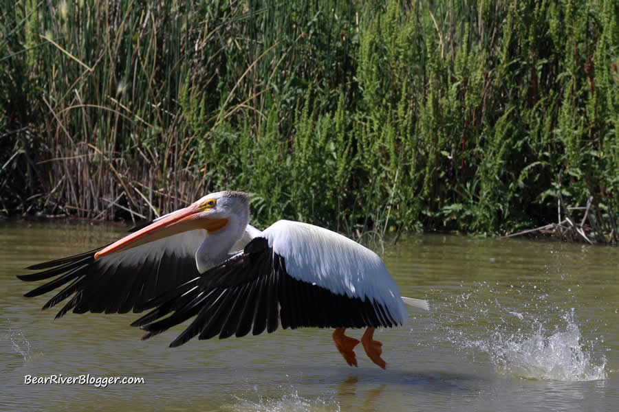 american white pelican taking off from the water
