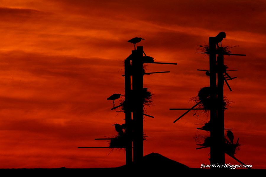 sunset at the great blue heron rookery at farmington bay