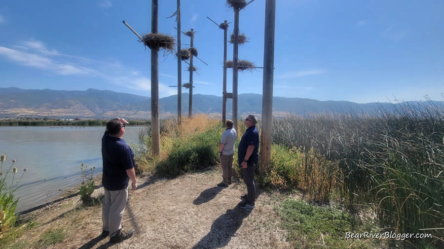 great blue heron nesting platform at farmington by being inspected by rocky mountain power employees