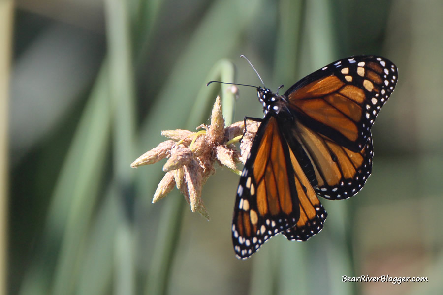 monarch butterfly perched on a cattail on the bear river migratory bird refuge