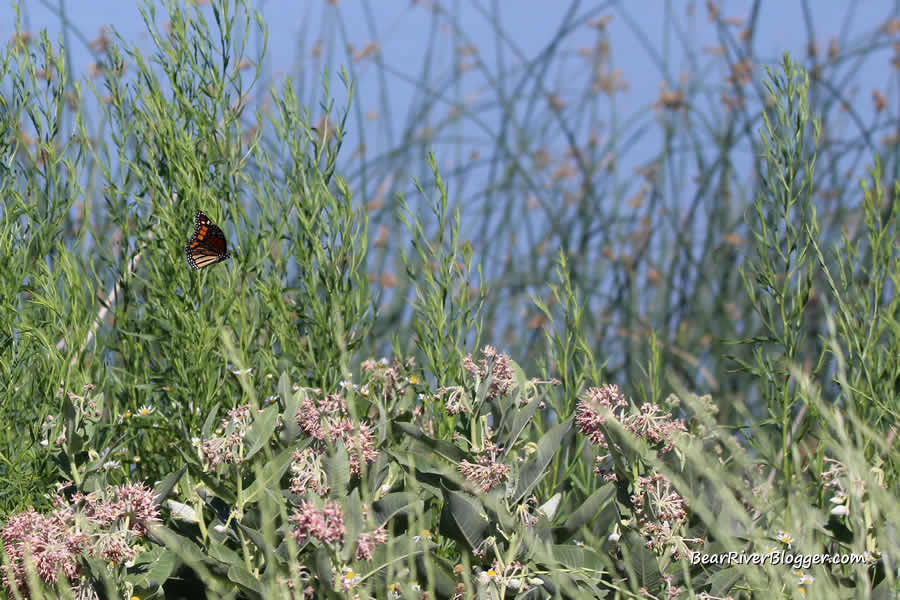 monarch butterfly flying above some showy milkweed on the bear river migratory bird refuge