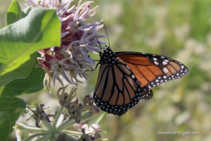monarch butterfly feeding on a showy milkweed plant