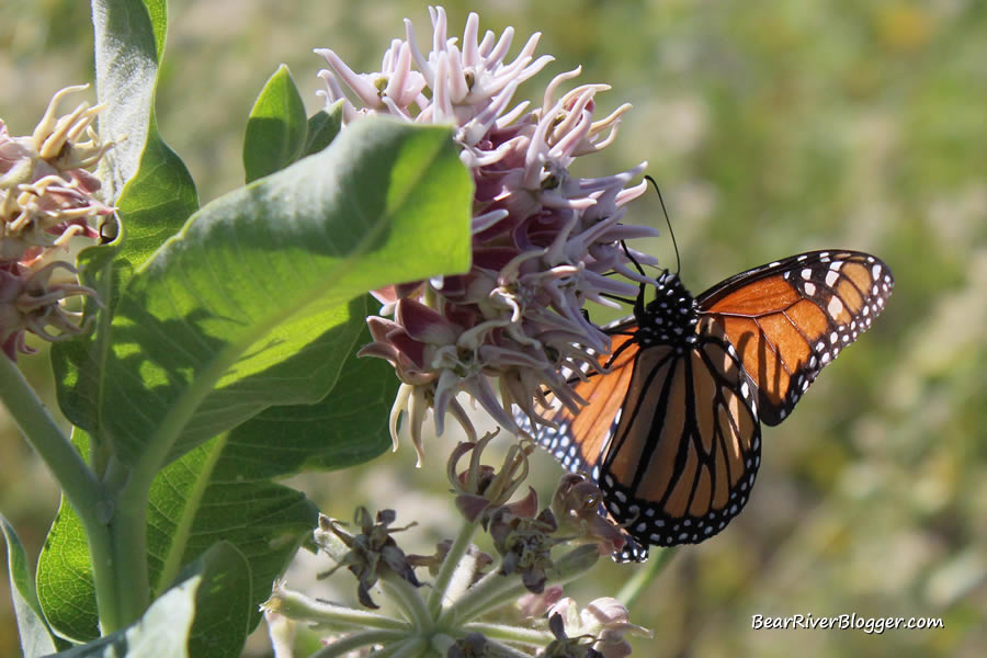 adult monarch butterfly on a showy milkweed plant on the bear river migratory bird refuge