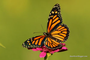 monarch butterfly on a zinnia flower