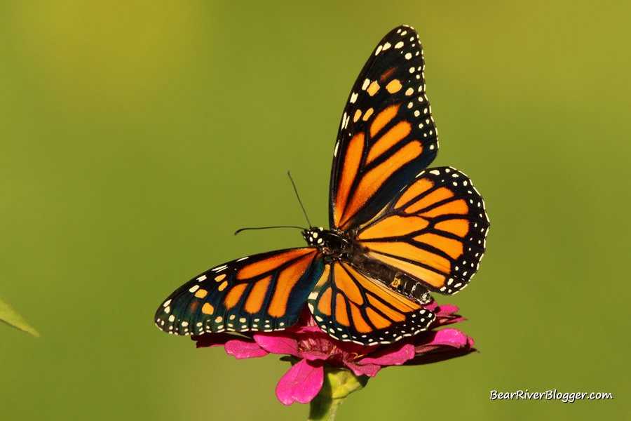 monarch butterfly on a zinnia flower