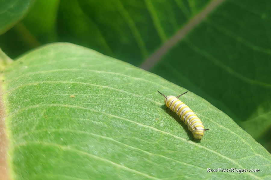 monarch caterpillar on milkweed leaf