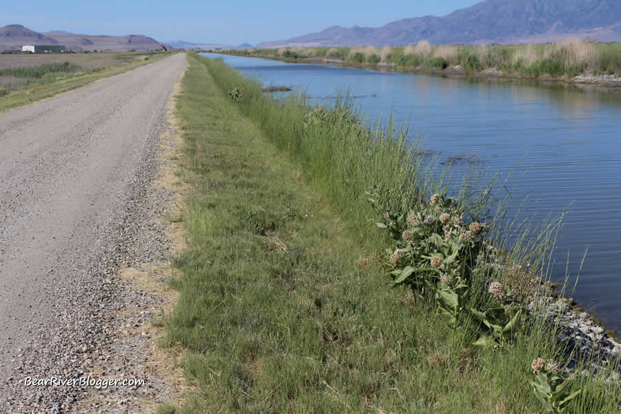 showy milkweed along the edge of the Bear River Migratory Bird Refuge auto tour route