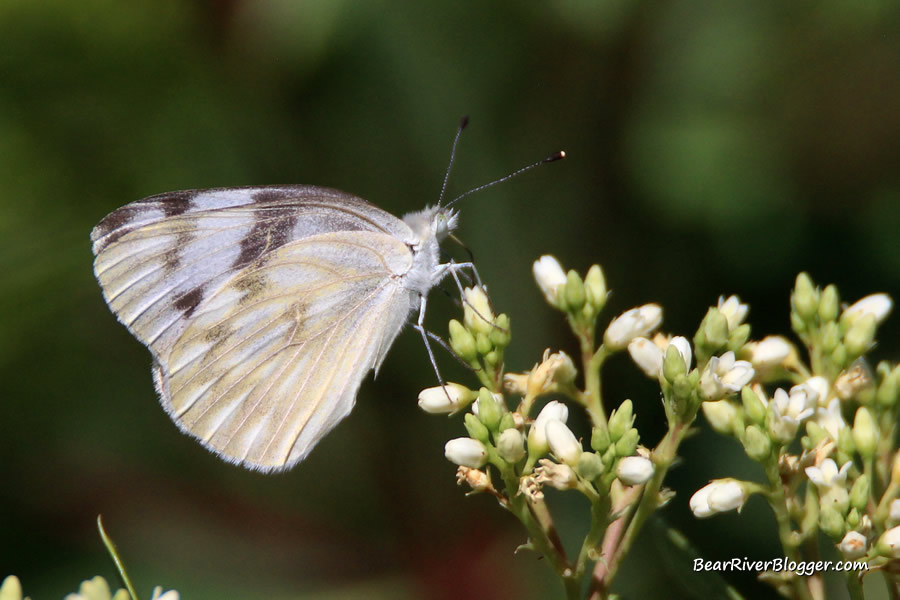 small white butterfly on the bear river migratory bird refuge