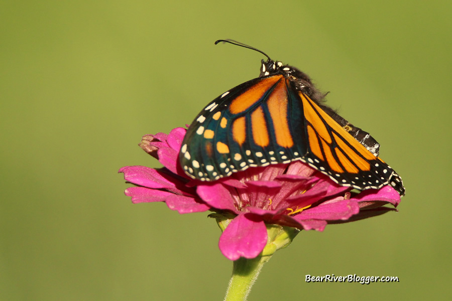 monarch butterfly sitting on a pink flower