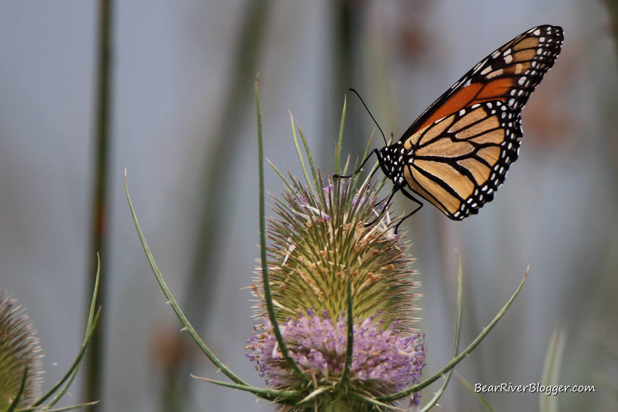 monarch butterfly feeding on nectar from a teasel plant