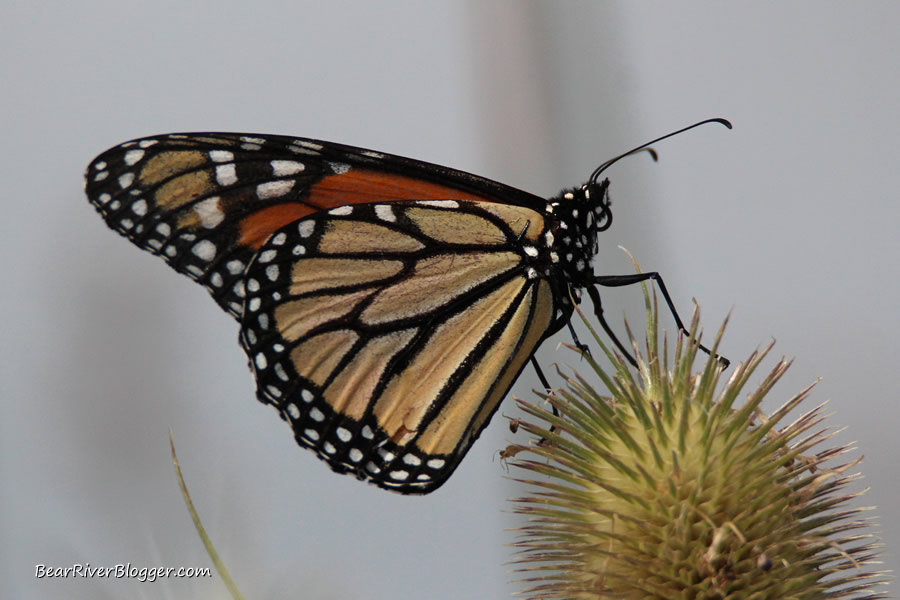 monarch butterfly perched on a teasel plant