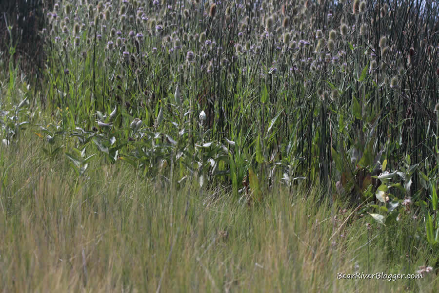 a patch of teasel on the bear river migratory bird refuge