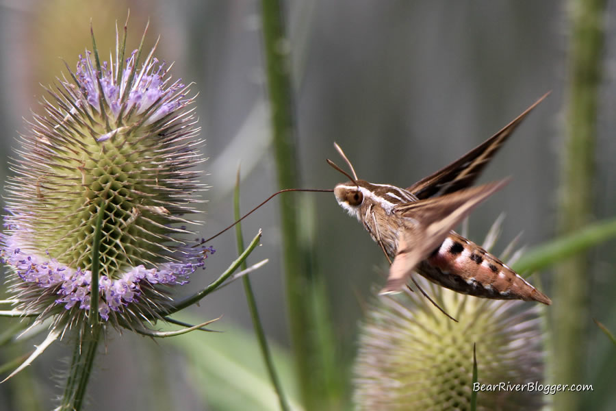 sphynx moth feeding on a teasel plant on the bear river migratory bird refuge