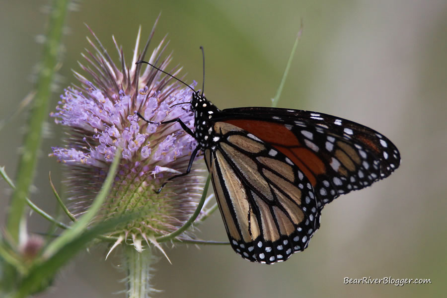 monarch butterfly feeding on a teasel plant on the bear river migratory bird refuge