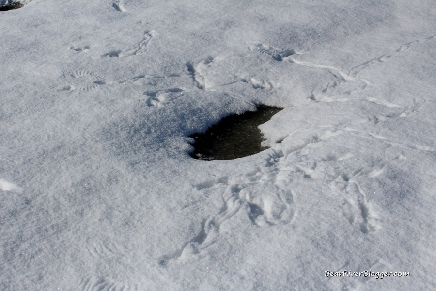 animal tracks in the snow on the bear river migratory bird refuge