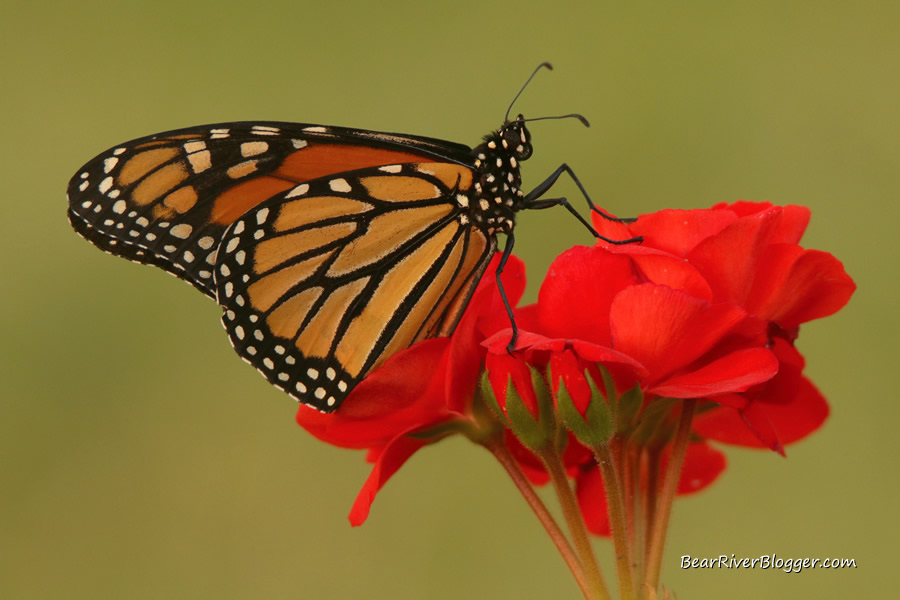 monarch butterfly sitting on a red flower