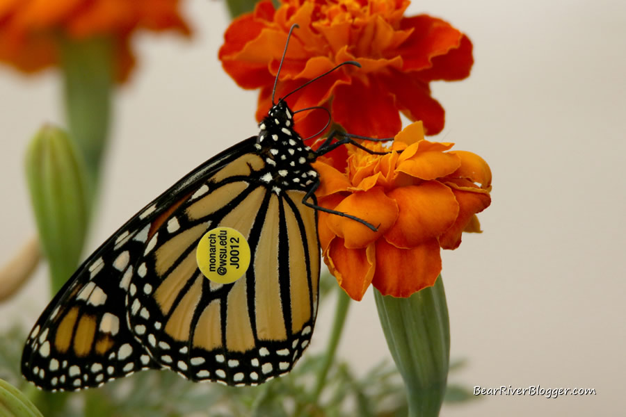 monarch butterfly perched on a flower with a wing tag from WSU