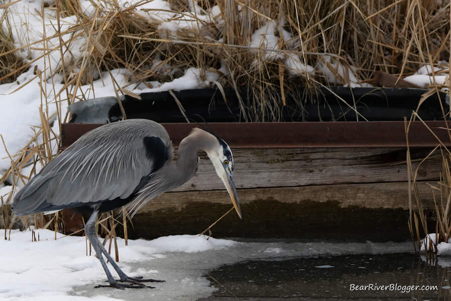 great blue heron standing over a small ice hole on the bear river migratory bird refuge