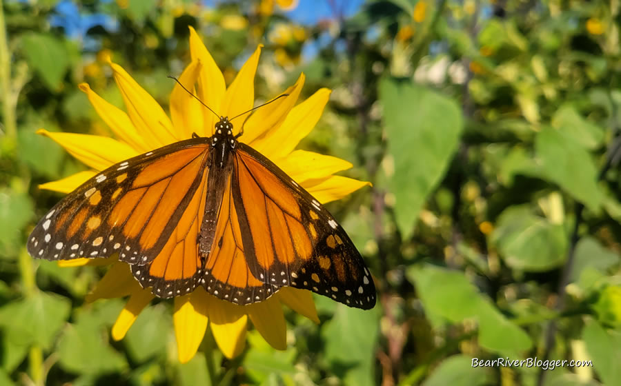 monarch butterfly on a sunflower