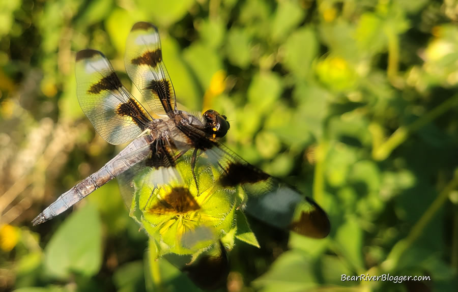 dragonfly on a wildflower