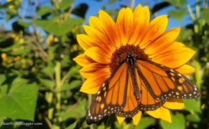 monarch butterfly on a sunflower